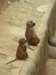 singes.jpg