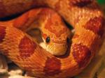 snake1.jpg