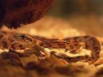 snake2.jpg