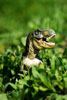 t-rex-1.jpg