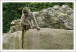 zoo-4.jpg