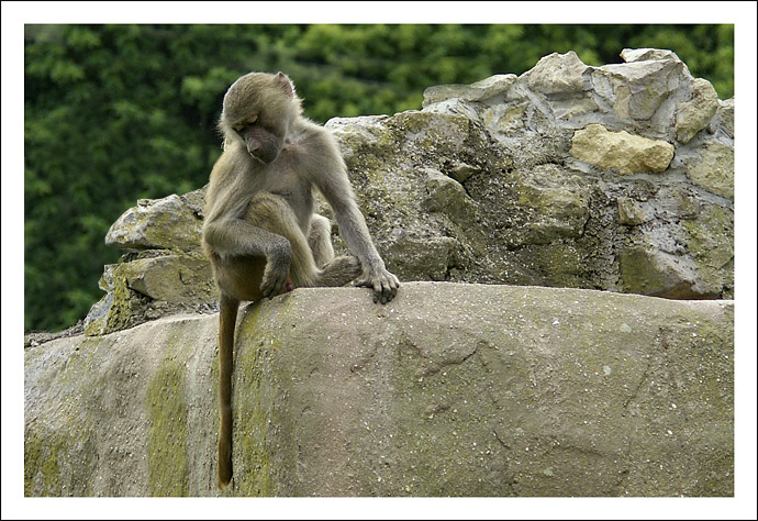 zoo-4.jpg