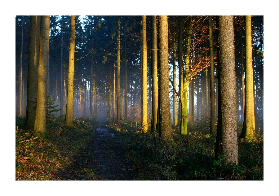FORET01b.jpg