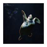 tortue1.jpg