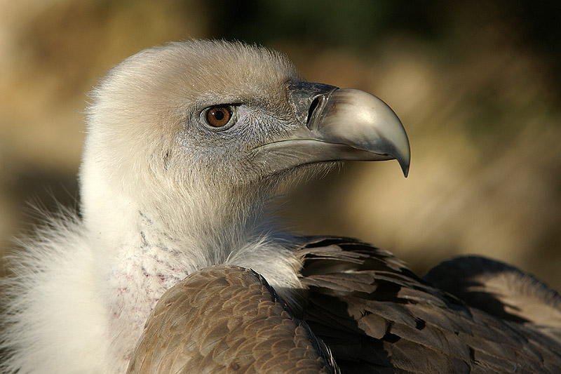 beauval.jpg
