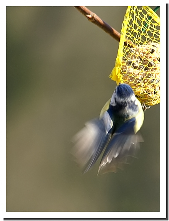 mesange_bleue.jpg