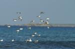 BECAS_SANDERLING.jpg