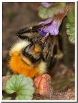 Bombus_Pascuorum1.jpg