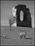 ruines.jpg