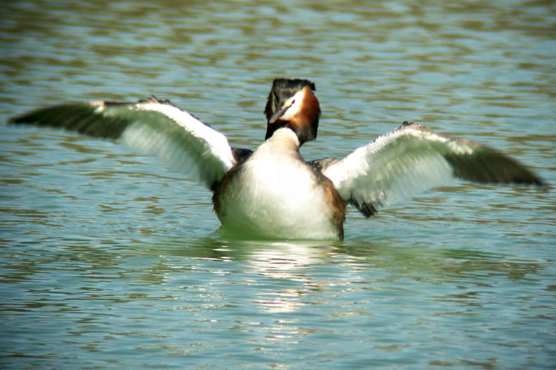 grebe_ailes_deployees.jpg