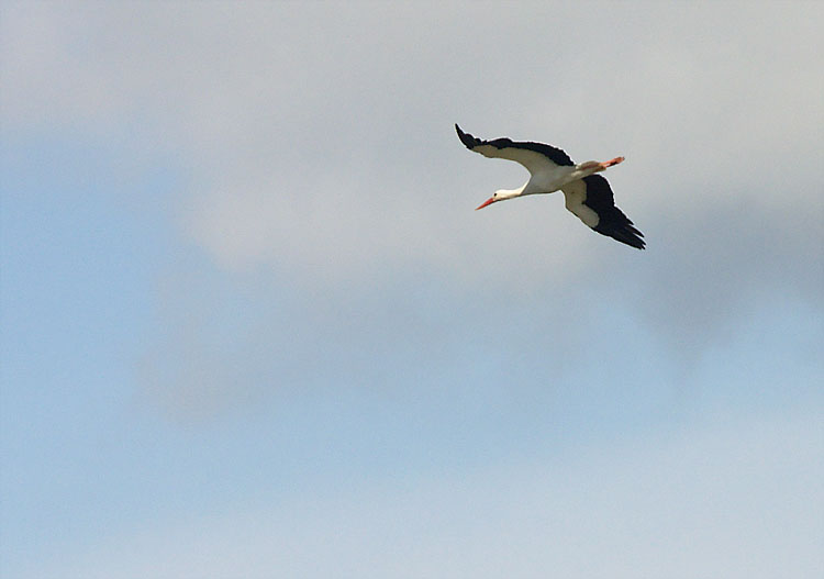Cigogne2666.jpg