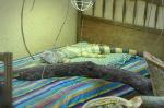 Graznok fait la sieste