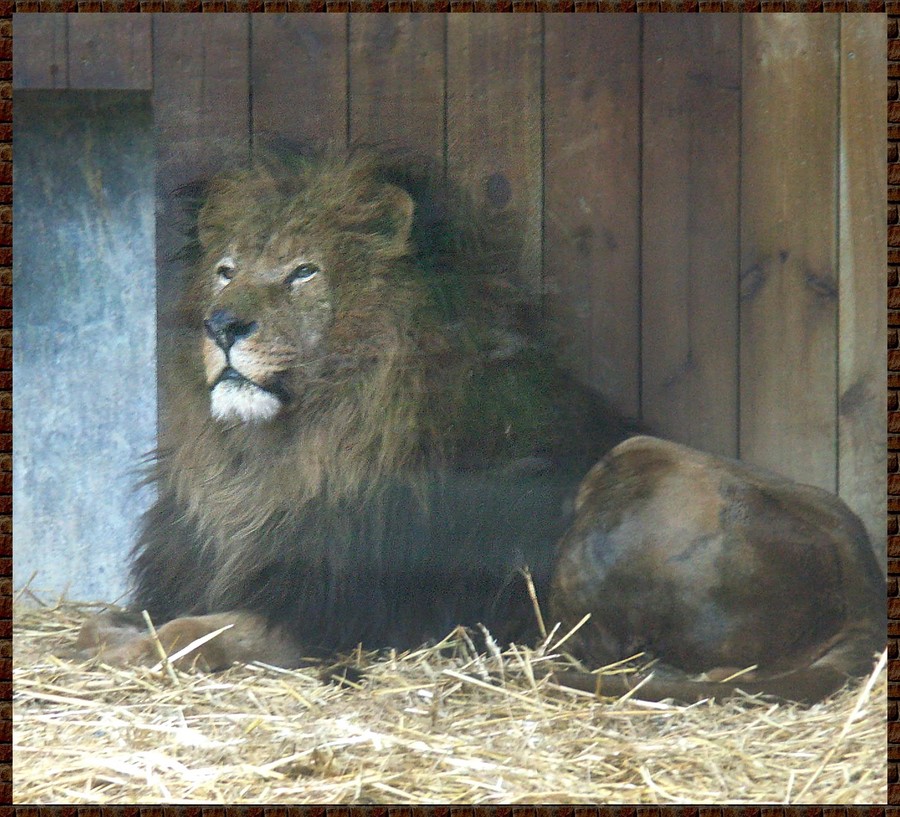 zoo10.jpg