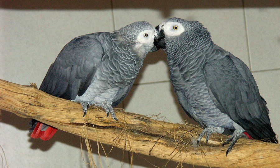 zoo18.jpg