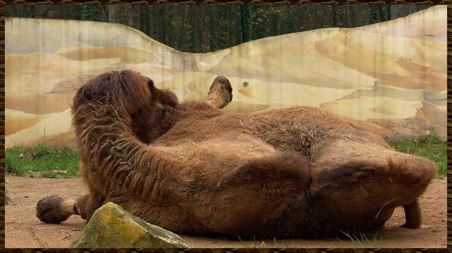 zoo6.jpg