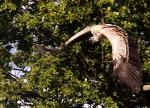 Vautour en vol