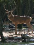 cerf.jpg