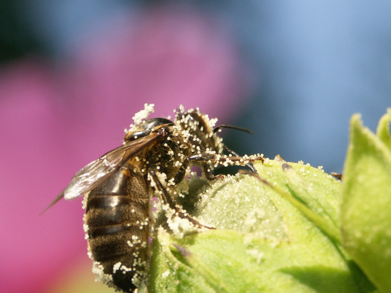 Abeille02.jpg