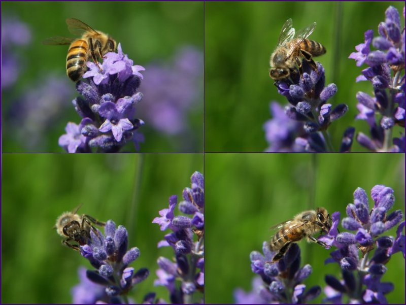 Abeilles.jpg
