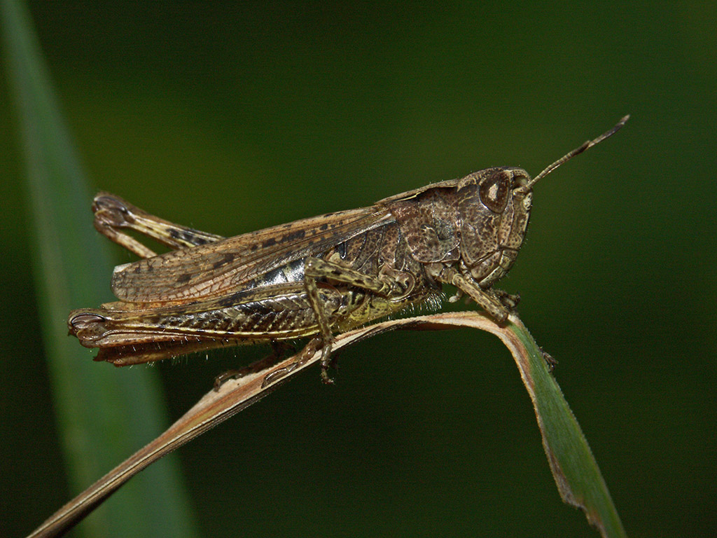 Acridien1.jpg