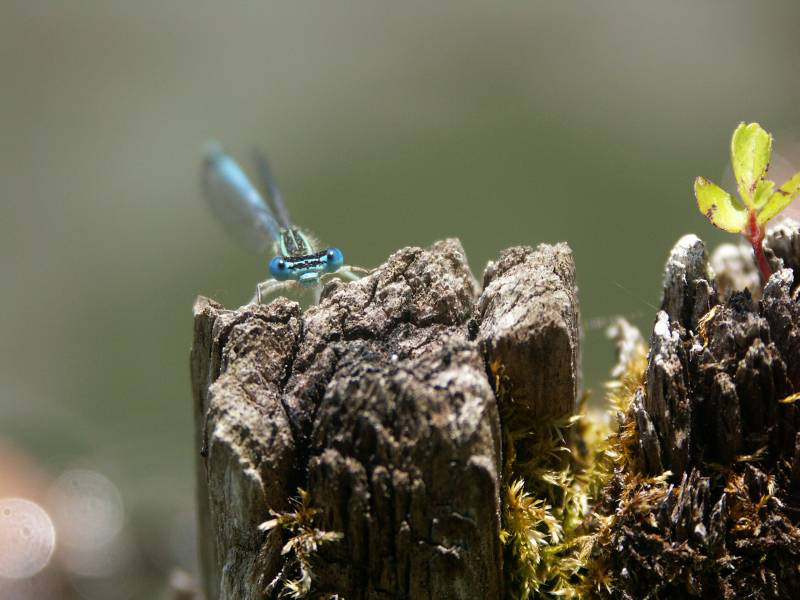 Agrion_a_larges_pattes.jpg