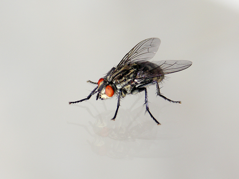 BDC_Mouche_03.jpg