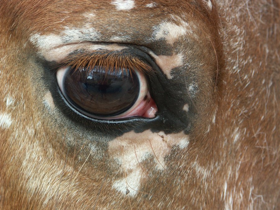 Bel-oeil.jpg