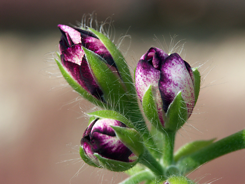 Bourgeons.jpg