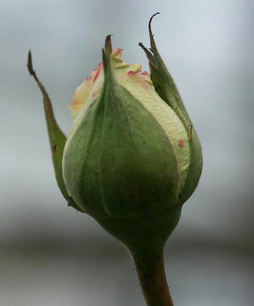 Boutonrose.jpg
