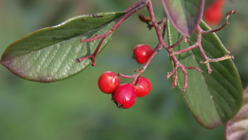 Cerise_dhiver.jpg