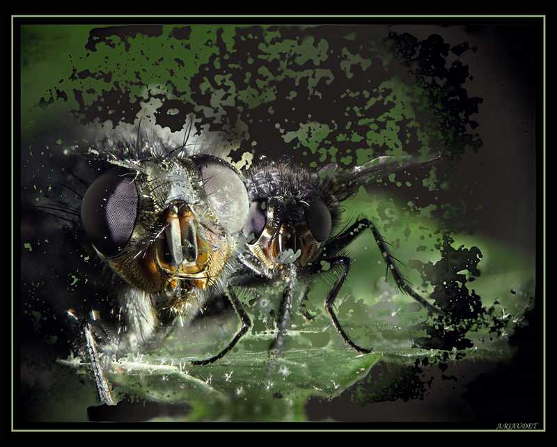 Fly.jpg