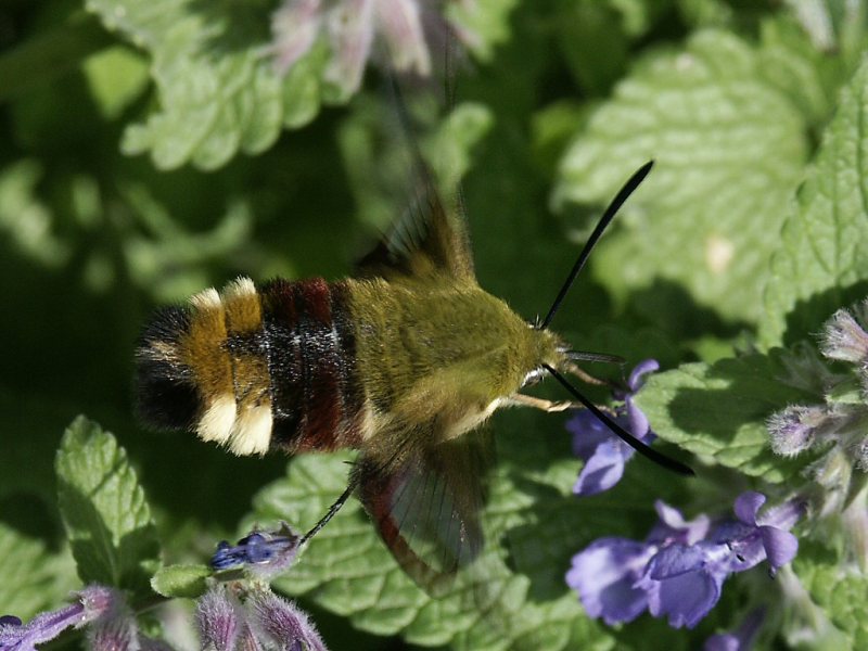 Insecte1.jpg