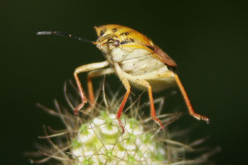 Insecte_1.jpg