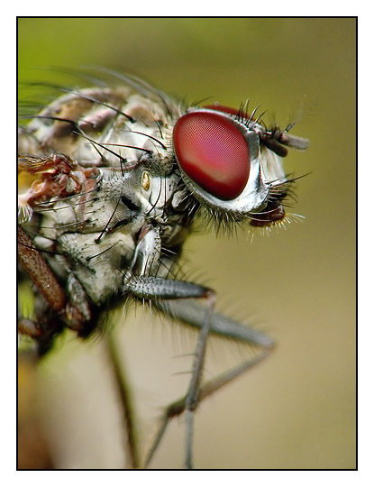 Mouche.jpg