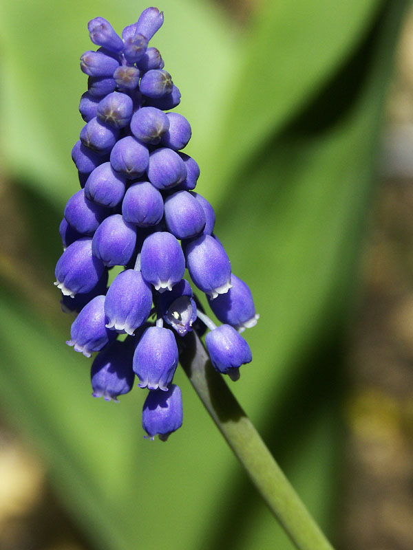 Muscari.jpg