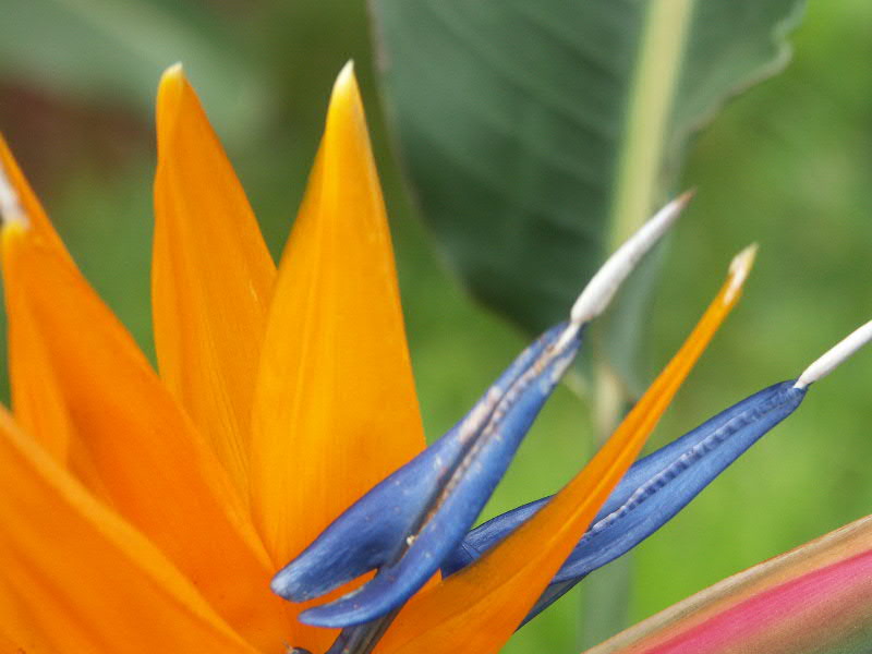 Oiseau_de_paradis.jpg