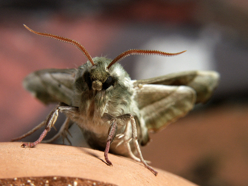 P4658.jpg