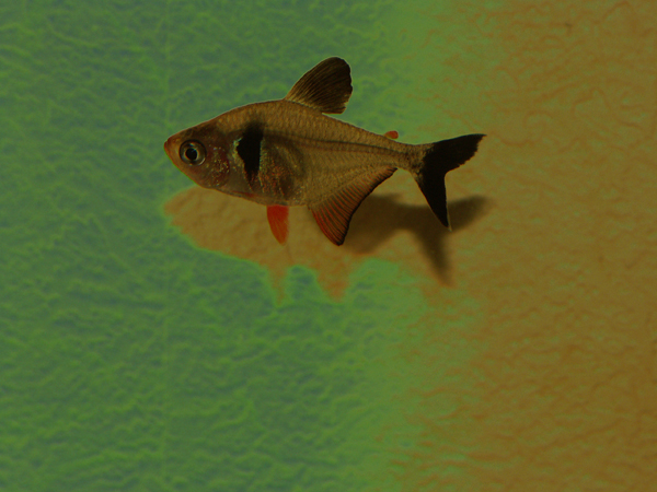 PICT0005_gn.jpg