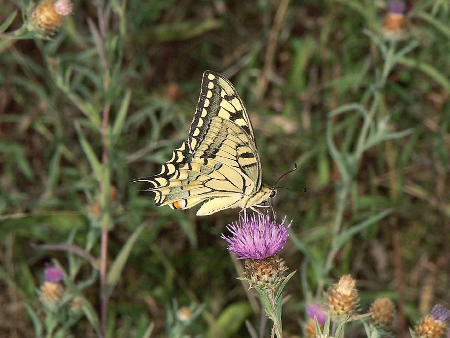 PICT0009_b.jpg