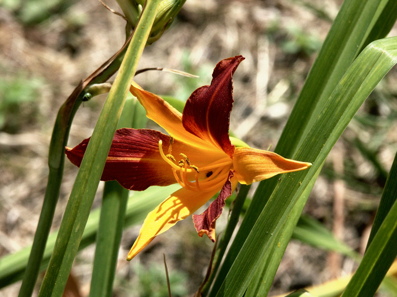 PICT0088.jpg