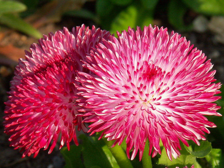PICT0712c.jpg