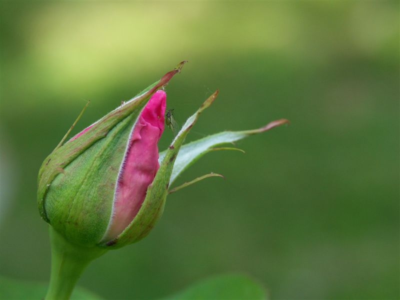 PICT0931.jpg