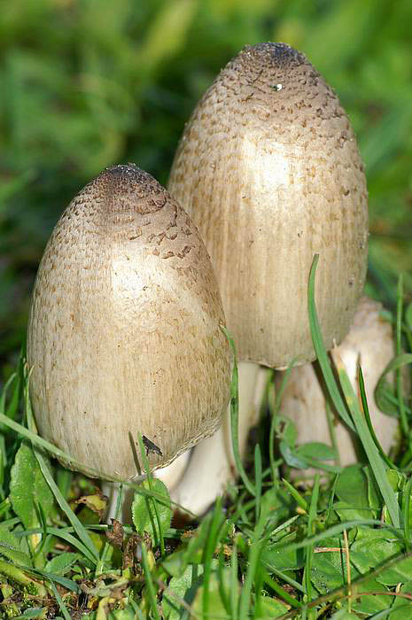 PICT1577.jpg