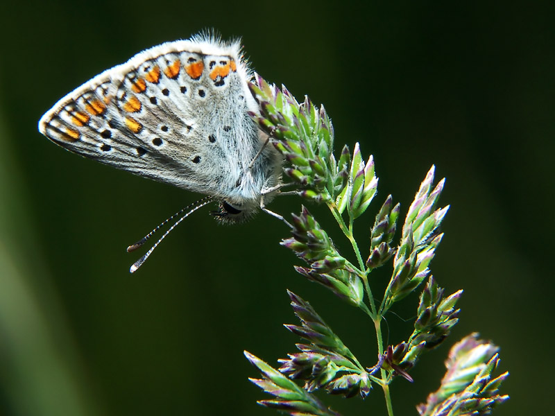 Papillon.jpg