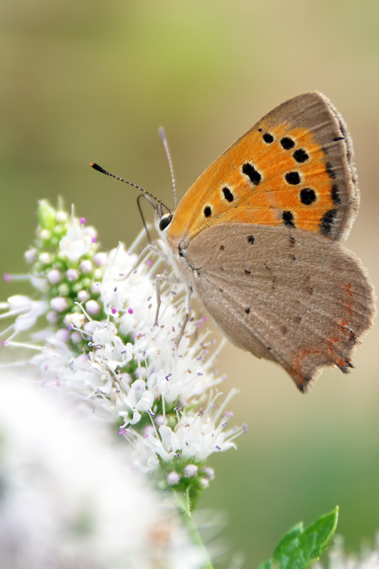Papillon2.jpg
