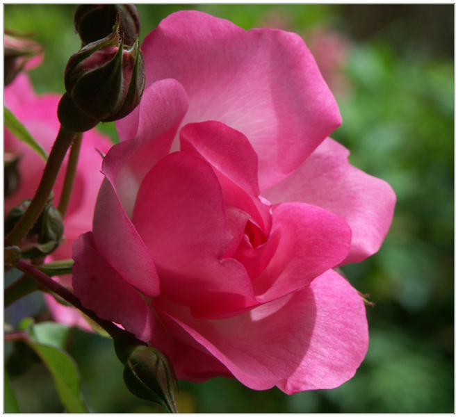 ROSE_ROSE.jpg