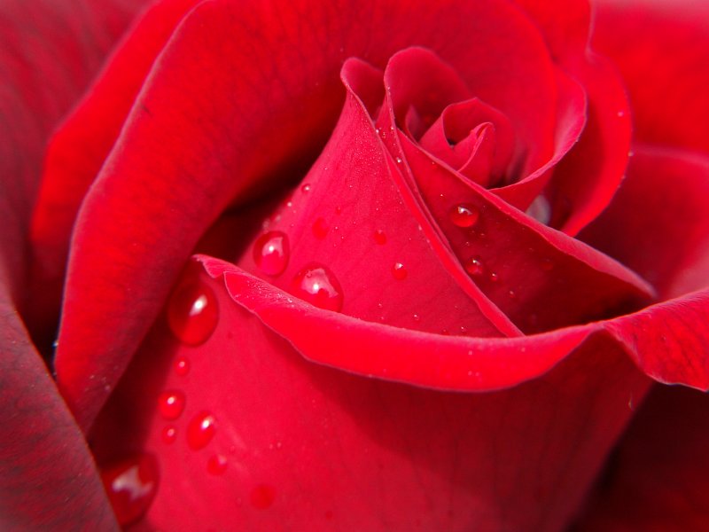 Rose_II.jpg