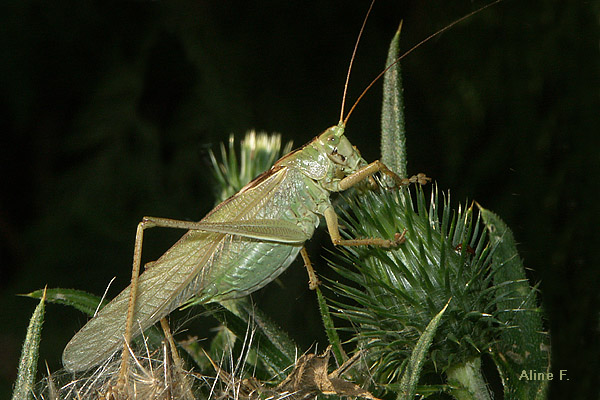 SauterellePICT5079b.jpg