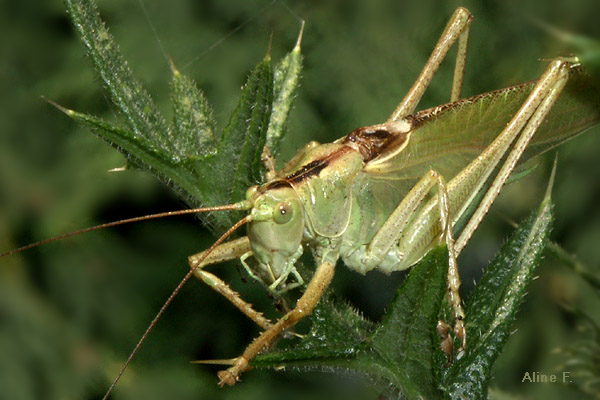SauterellePICT5109b.jpg