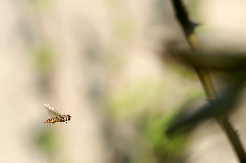 Syrphe_800x533.jpg